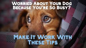 Your dog could act differently after daycare. 22 Ways To Take Care Of A Dog Or Puppy While You Re Busy Working