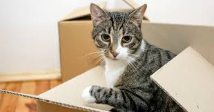 Comment faire quelque chose en papier facile. Le Bon Coin Elle Poste Une Annonce Delirante Pour Des Jouets De Chat Web Wamiz