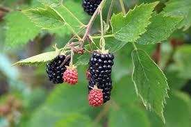 Das kann auf einen befall der brombeergallmilbe zurückzuführen sein. Brombeeren Ernten Wann Und Wie Die Beste Erntezeit Gartendialog De