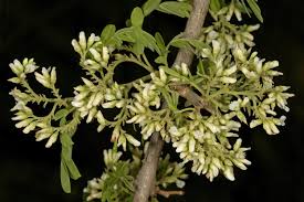 Image result for Dalbergia acutifoliolata