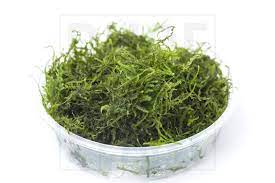 Common Name Flame Moss Taxiphyllum Flame Ph 6 8 Care Easy Light Low To Medium Co2 Not Necessary But Recommende Indoor Water Garden Moss Planted Aquarium