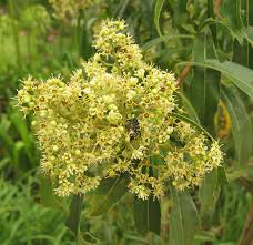 Image result for Heteropyxis natalensis