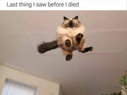 Pin By Maryjane Briggs On Funny Animals Funny Animal Memes Animal Memes Funny Animal Pictures