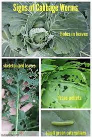 Chinese cabbage and bok choy need to absorb water and nutrients steadily during their growth. Cabbage Worm Identification And Organic Controls Cabbage Worms Garden Pests Garden Pest Control