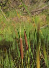 Image result for Typha