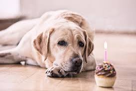The number of siblings your puppy had can influence how big your puppy will grow. Dog Years Human Years Calculator Age Chart And Converter