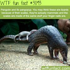 Pangolin And Its Pangopup Animal Facts Wtf Fun Facts Weird Facts