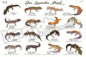 Pin By Hayley Hibbard On Gecko Leopard Gecko Morphs