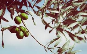 Make sure not to overwater. 4 Care Tips For Your Olive Tree In Autumn And Winter
