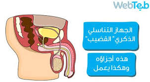 القضيب امور يحاول أن يقولها عن صحتك ويب طب