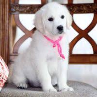 The price point of our white golden puppies depends on temperament and how far along in the training process they are. English Cream Golden Retriever Puppies For Sale Pets4you Com