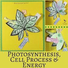 Cell Processes Energy Photosynthesis Activities Cell Processes Secondary Science Classroom