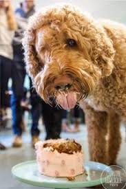 Ce chien vient chercher les pourboires au resto. Top 3 Des Recettes De Gateau Cupcake Qui Ont Du Chien