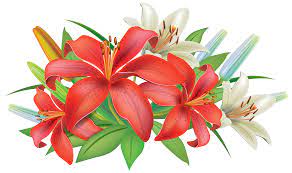 Red Lilies Flowers Decoration Png Clipart Image Estampas Florais Ilustracoes Estampas