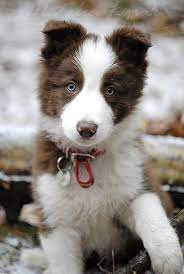Red And White Border Collie Pup With Red Collar Standing Looking Straight At The Camera Collie Puppies Cute Dogs Breeds White Border Collie