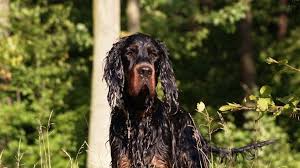 Gordon setter puppies for sale near me. Meet The Breed Graceful Gordon Setter Barking Royalty
