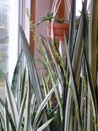 Image result for Sansevieria metallica