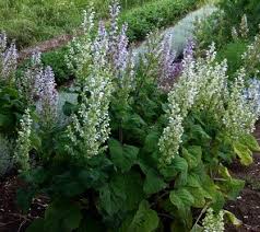 Salvia Sclarea Salvia Salvia Sclarea Plants