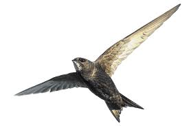 Результат пошуку зображень за запитом "стриж"