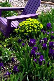 Euphorbia Dwarf Iris And Love The Matching Purple Adirondack Chair Beautiful Gardens Garden Seating Garden Inspiration