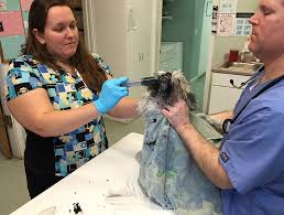 The hospital is not intended to serve as a substitute for your family veterinarian, but rather, as an independent extension for emergency care. St Albans Emergency Vet Pet Emergency