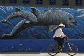 The vaquita marina, known as the panda of the sea for the distinctive markings circling its eyes, has been pushed to the brink of extinction by illegal gillnet fishing. The Nearly Hopeless Case Of The World S Smallest Cetacean Los Angeles Times