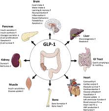 Nuvid is the phenomenon of modern pornography. Glucagon Like Peptide 1 Glp 1 Sciencedirect