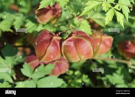 Image result for Cardiospermum grandiflorum