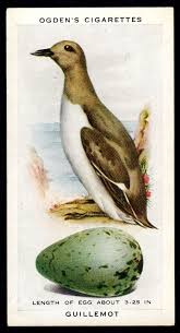 Birds And Their Eggs Pictures Pin On Vintage Trading Cards