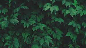 It's where your interests connect you with. Scottish Nature Tumblr Desktop Wallpaper Plants Leaf Aesthetic Aesthetic Desktop Wallpaper