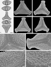 Image result for Ficus scassellatii