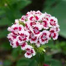 Sweet William Seed Pack The Shops At Mount Vernon