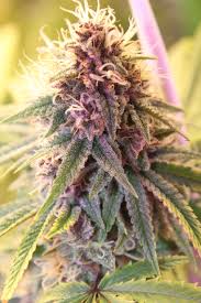 It has been put together by a master grower. When To Start Flushing Photoperiods Dude Grows