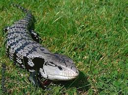 My Favourite Colour Of Blue Tongue Skink Blue Tongue Skink Cute Reptiles Reptiles And Amphibians