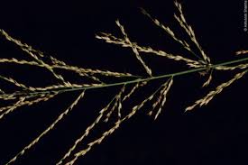 Image result for Arundinella nepalensis