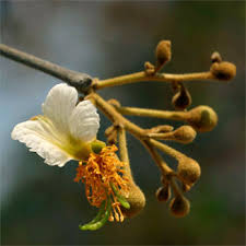 Image result for Bobgunnia madagascariensis