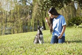 In addition, we have a simple motto. Puppy Training 5 Basic Commands To Teach Your Dog Figo Pet Insurance