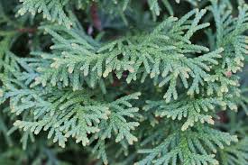 Man schneidet den buchsbaum mithilfe von drahtgestellen (oder auch nur mit augenmaß) zu. Thuja Hecke Schneiden Wann Und Wie Schneidet Man Thujen Zuruck