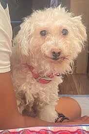 Lost Dog in Country Club Area