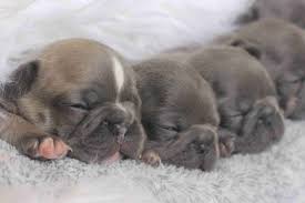 Maybe you would like to learn more about one of these? Carol Hudspeth Has French Bulldog Puppies For Sale In Trinity Nc On Akc Puppyfinder Frenchie Puppy French Bulldog Breeders French Bulldog Puppies
