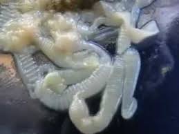 Maybe you would like to learn more about one of these? Cacing Pita Youtube