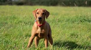 More golden labrador puppies / dog breeders and puppies in michigan. Red Fox Labrador Retrievers Controversy Puppy Cost More