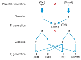 Check out our monohybrid punnett square gif! Homework Help Genetics Two Trait Cross Homework Help Genetics Two Trait Cross