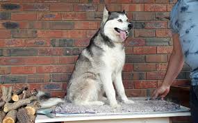 The best essential oils that are. Are Huskies Easy To Train Husky Owner