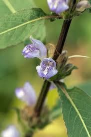 Image result for Acanthaceae