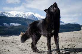 Alaskan Noble Companion Dog Google Search Wolf Hybrid Dogs Wolf Dog Hybrid Dogs