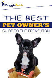 Find french bulldogs for sale in seattle on oodle classifieds. The Best Pet Owner S Guide To The Frenchton Frenchton Dog Frenchton Puppies Whoodle Dog
