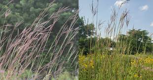 Image result for Andropogon schirensis