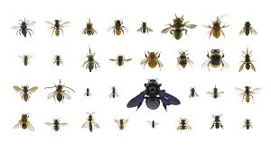 Image result for Bombus pascuorum pallidofacies