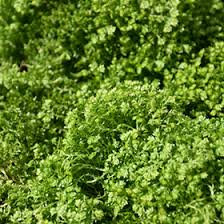 Image result for Selaginella kraussiana